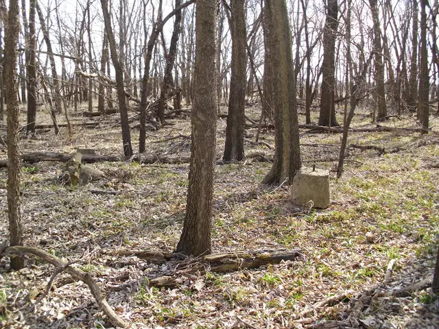 Decline of Carbon Absorption in European Forests: Is a Turnaround Possible?