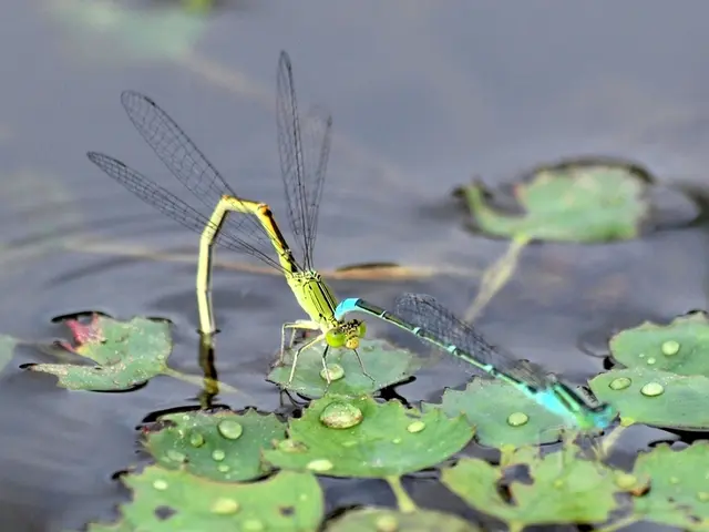 Torrential downpours in August inundate South China, triggering a Chikungunya outbreak