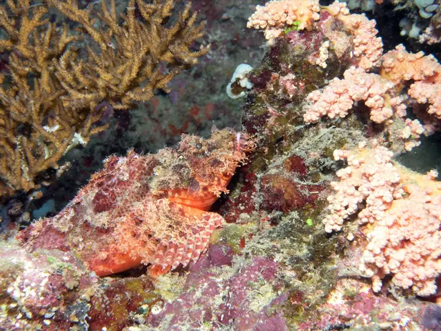 Sea slug enigma unraveled: Contrary to scientific assumptions, explanation behind sea stars'...