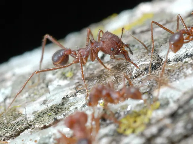 Antibiotic- utilizing ants found healing infected injuries in their procession.
