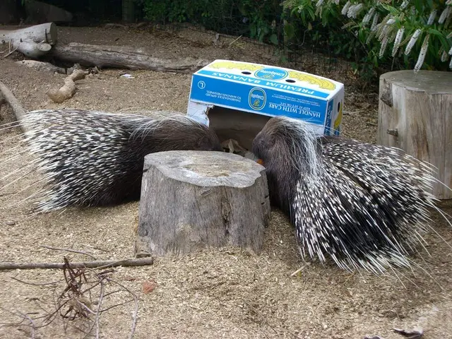 Genether Porphyria: An Examination of This Uncommon Metabolic Disorder