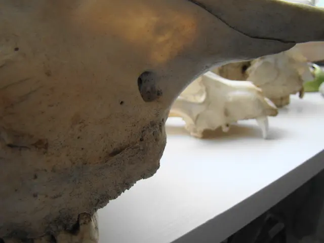 Newly Discovered Manta Ray Type Reaches Garage-like Dimensions