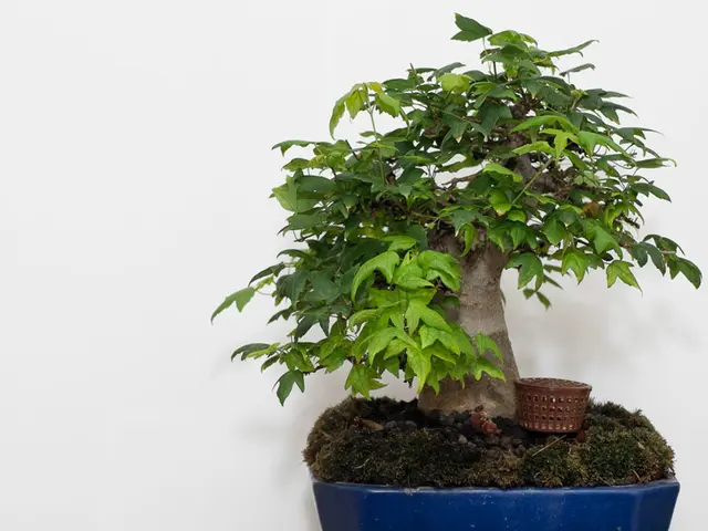 Bonsai Re-Rooting as an Artistic Venture: Establishing a Fresh Base