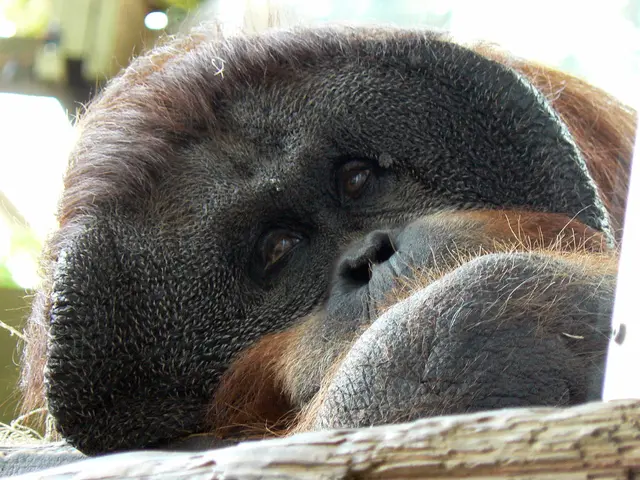 Primate Strength Disparity: An Examination of Why Humans Are Generally Less Powerful Than Their...