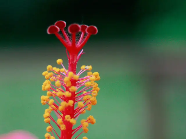 Hypothyroidism and Allergies in Seasons: Signs, Connection, and Additional Information