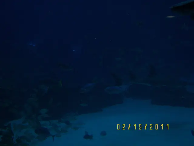 Secrets in the Sands: Concealed Symbolism Regarding Aquatic Creatures