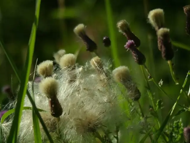 Future Outlook for Organic Farming: A Look Ahead