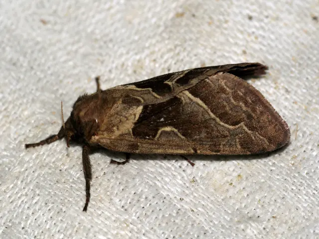 Erythema Infectiosum Manifestation: Appearance of Malar Rash and Full-Body Rash