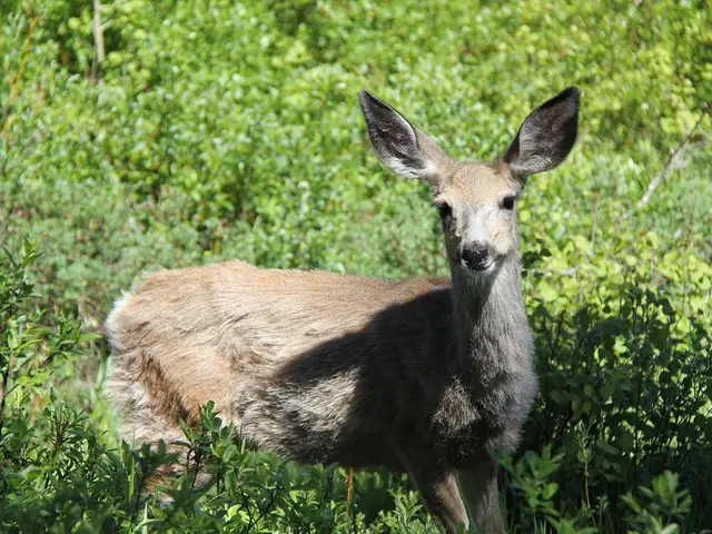 Discussion of Chronic Wasting Disease Management Planned in Bureau, Marshall, and Putnam Counties...