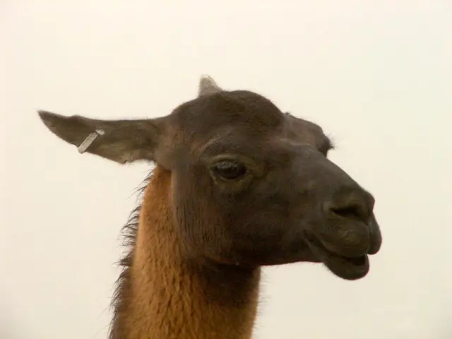 Techniques for Cleaning a Dog's Ears, Insights from a Veterinarian