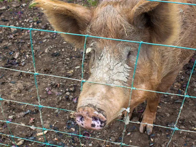 Pork fever cases surge in NRW, reaching nearly 80 instances that are all confined within a...