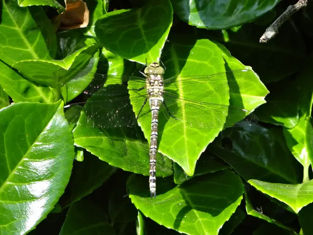 Unfounded anxieties regarding colossal mosquitoes alleviated in Chaiyaphum