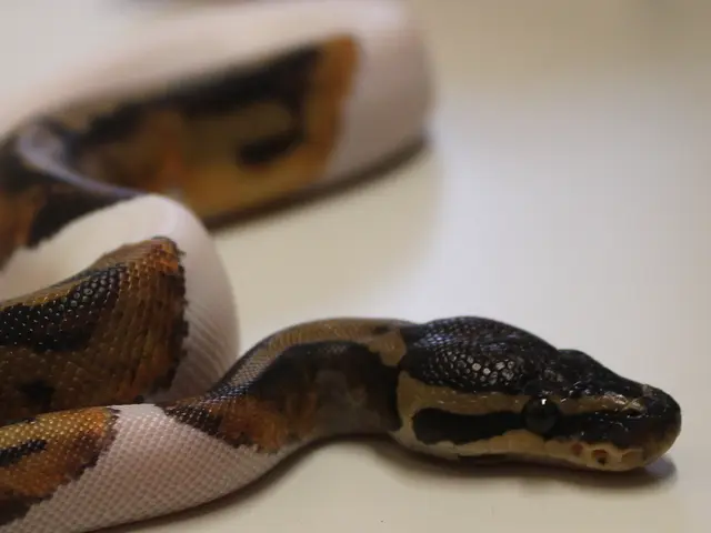 Hiker succumbs to snakebite following capture of venomous serpent in Tennessee parkland