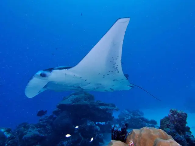 Researcher from Kuwait invents 'Unique Code' for identifying harmful algae in Gulf's waters