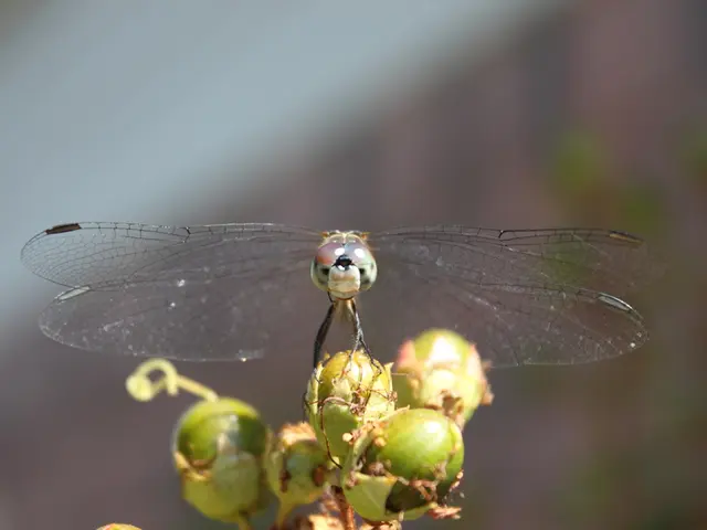 Distinguishing Convulsions from Seizures: A Guide for Recognition