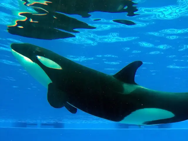 Recovered corpse of a baleen whale in Tanjong Pagar, Singapore, becomes subject of scientific...