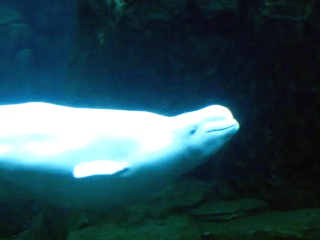 Fatal Encounter with Seal in Antarctic Ocean