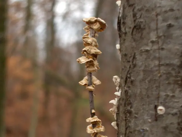 Exploration of Fungi and Scientific Aspects in the Video Game Context: The Last of Us