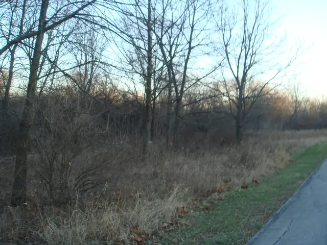 Exploring if viewing organic patterns in nature, known as fractals, can potentially soothe the...