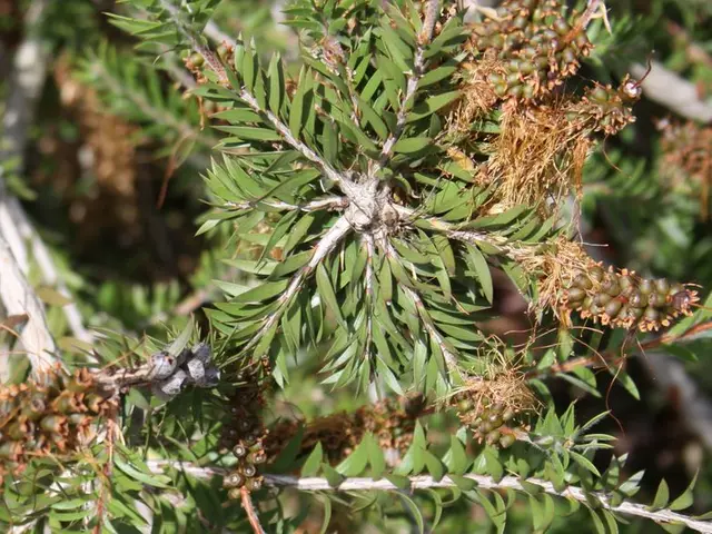 Traceability of Exported Grapes