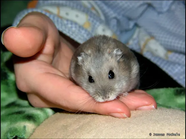 CRISPR-induced SCN2A gene activation enhances neurodevelopment in mice, resulting in improved...