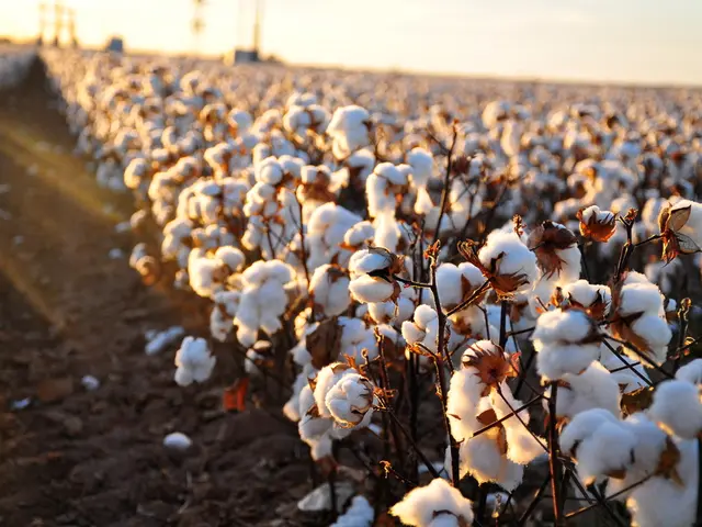 Sand-Laden Soil Saviors: Could Nitrogen-Fixing Plants Be the Solution?