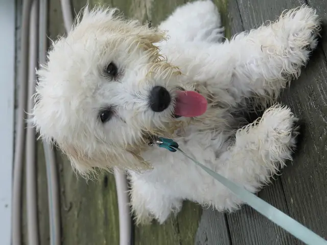 A veterinary expert, Dr. Liz McCalley, discusses the odd occurrence of your dog emitting a fishy...