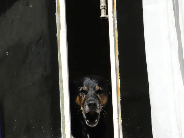 Dog trainer shares key indicators to avoid potential canine bites