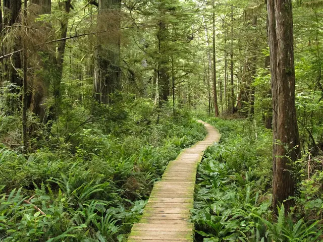 LEED Green Associate and FSC Certification: Ensuring Sustainable Forestry for Wood Products
