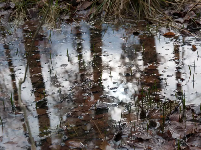 This is the picture of some water in which there are some plants, leaves and some water bubbles.