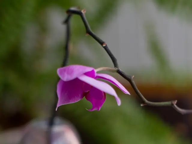 In this picture there is a pink flower on the stick. The stick is in the bottle. in the back we can...