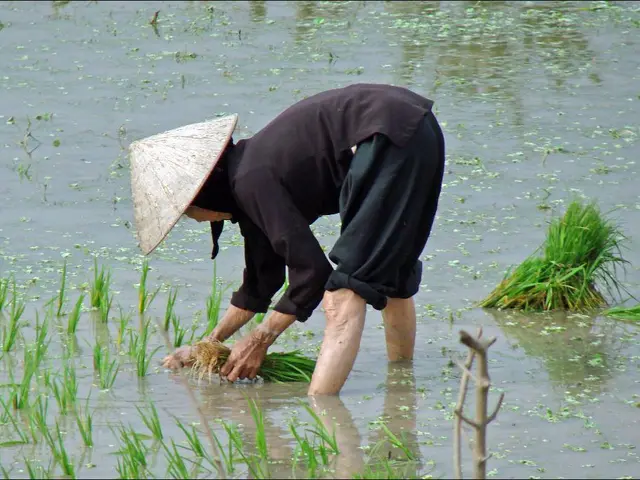 In the center of the image we can see a person planting. At the bottom there is water and we can...