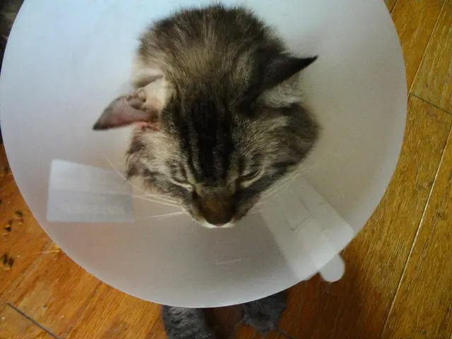 In the center of the image, we can see a cat and there is a funnel on his head. At the bottom,...