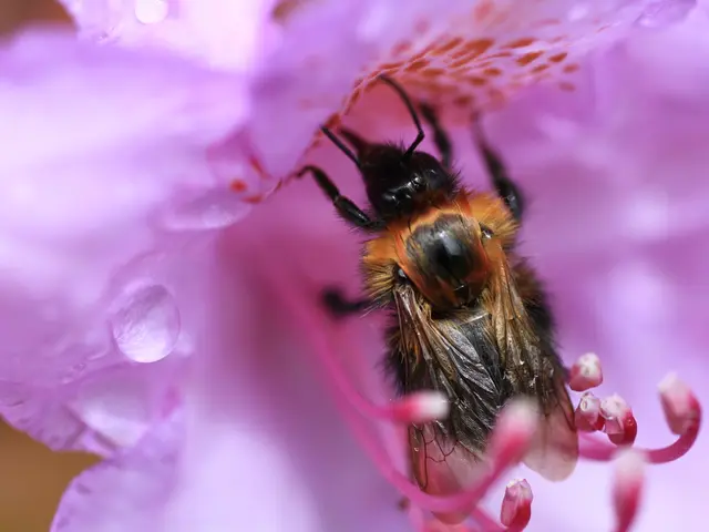 In this picture I can see honey bee on the flower.